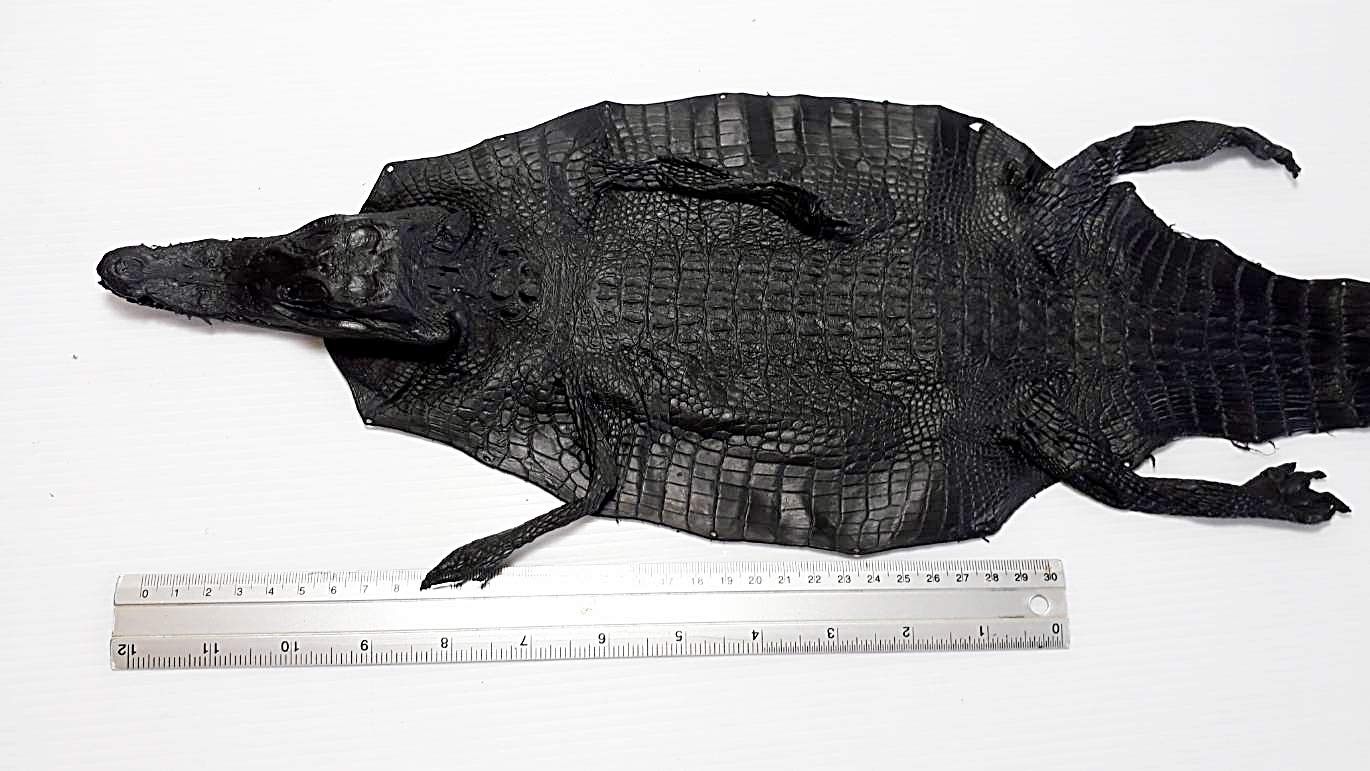 Amazon.com: Genuine Crocodile Skin Leather Hide Pelt Black 10 x 35